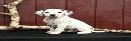 Dalmatian dogs for sale: Jupiter - Ad 1