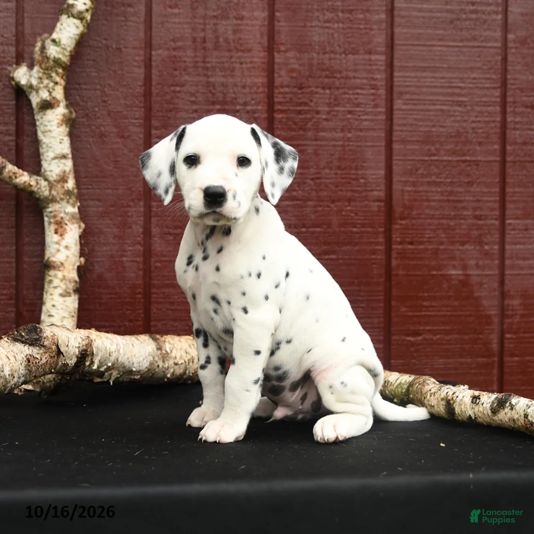 Dalmatian dogs for sale: Jupiter - Ad 1