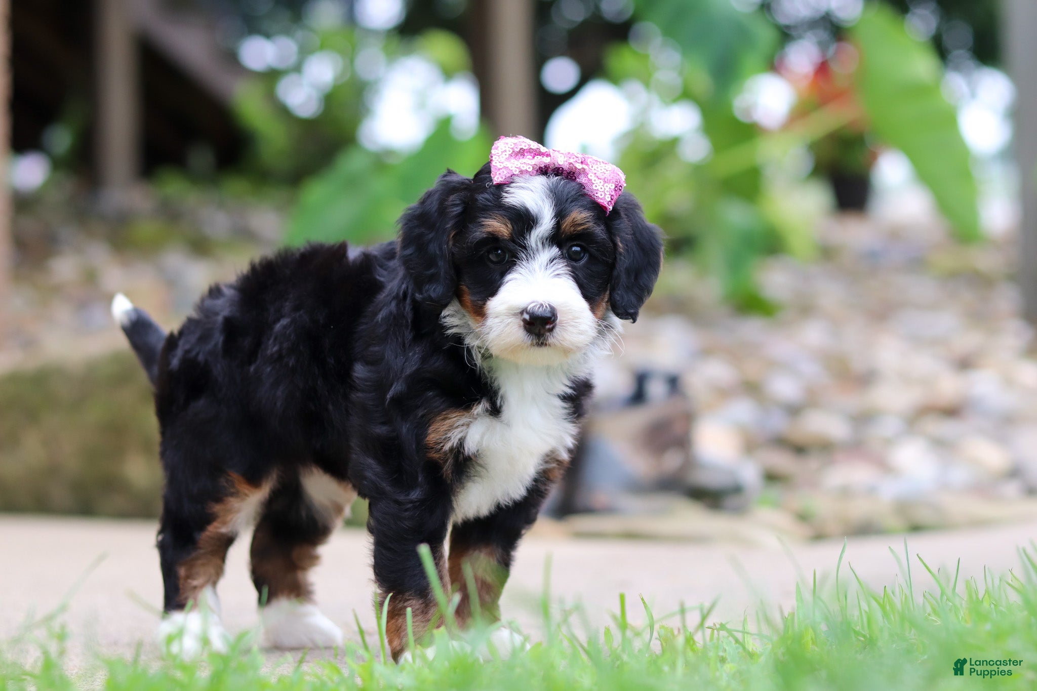 Mini Bernedoodle dogs Sprite - Ad 2