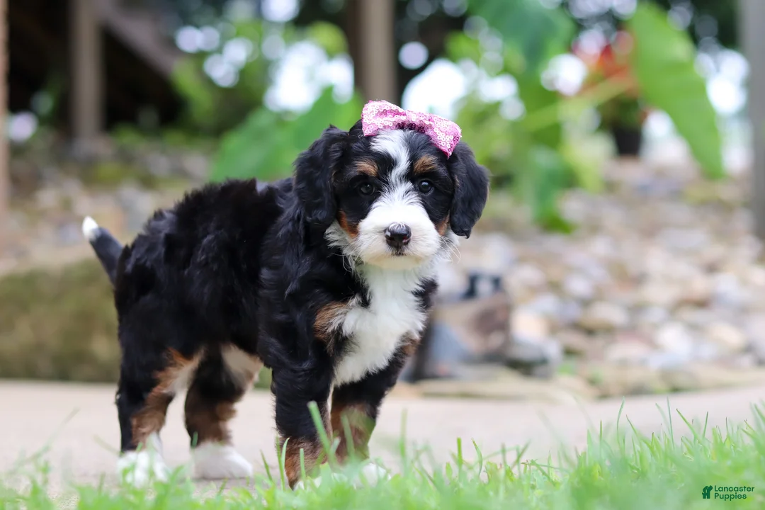 Mini Bernedoodle dogs for sale: Sprite - Ad 2
