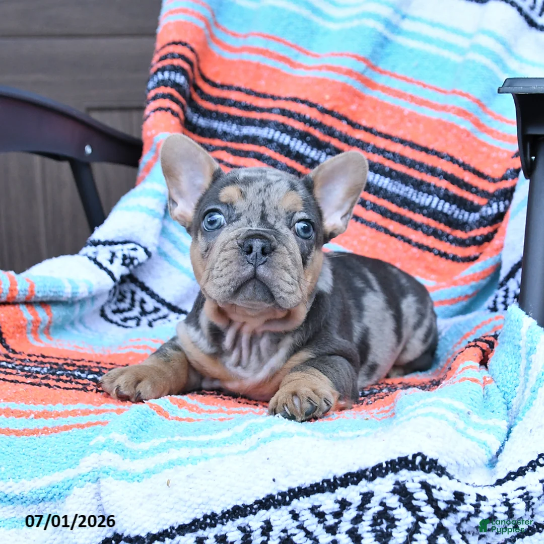 Mixed Breed dogs for sale: Chimpanzee - Ad 1