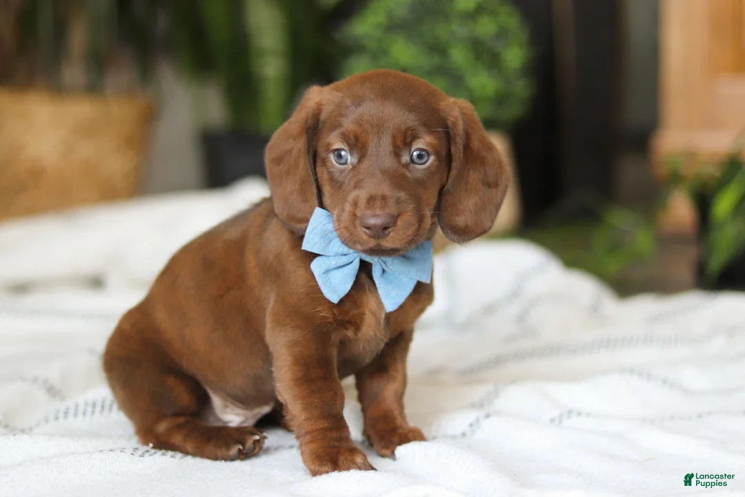 Miniature Dachshund dogs for sale: Adouille - Ad 6