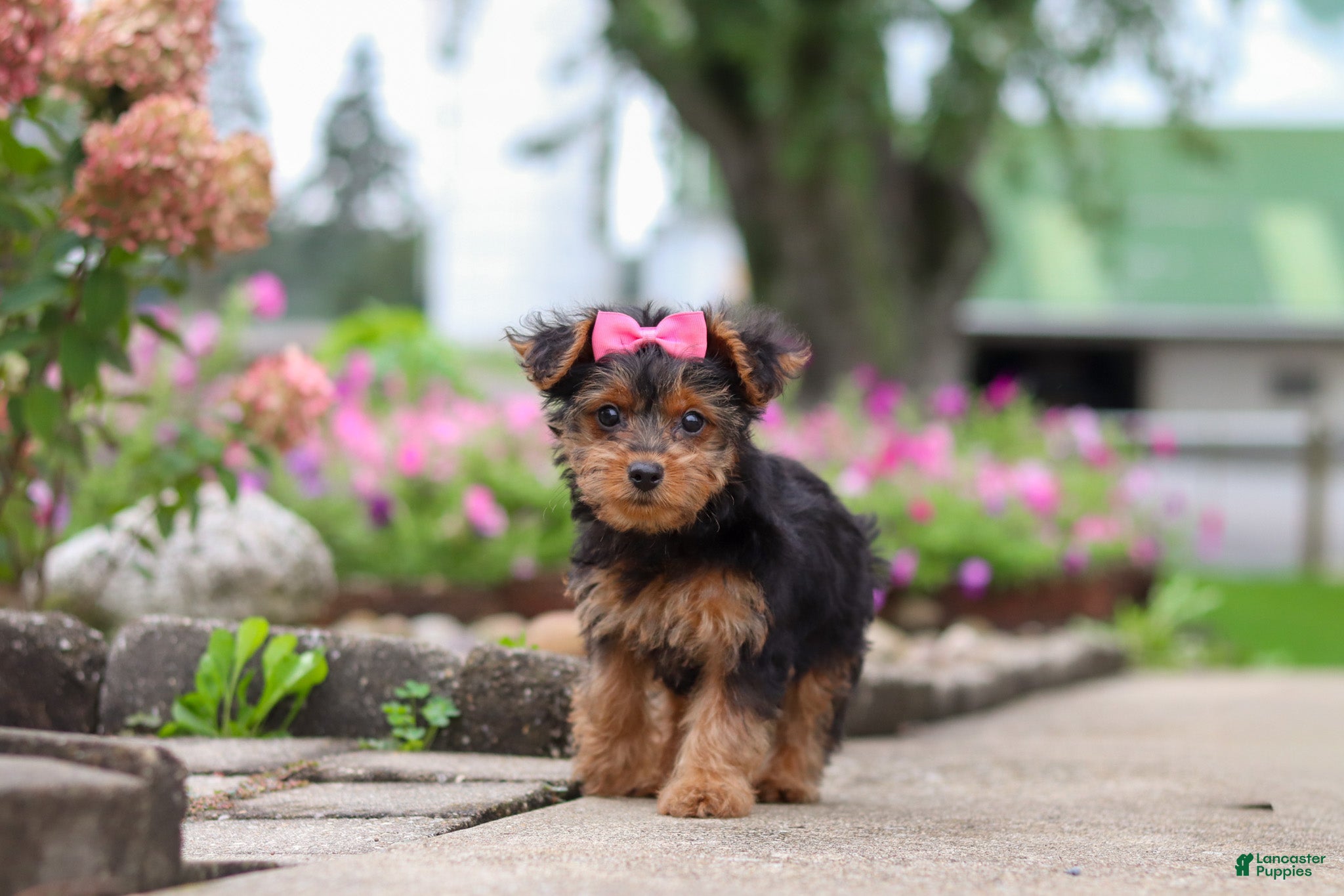 Poppy, Yorkiepoo