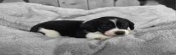 Puggle dogs for sale: Bruiser - Ad 4