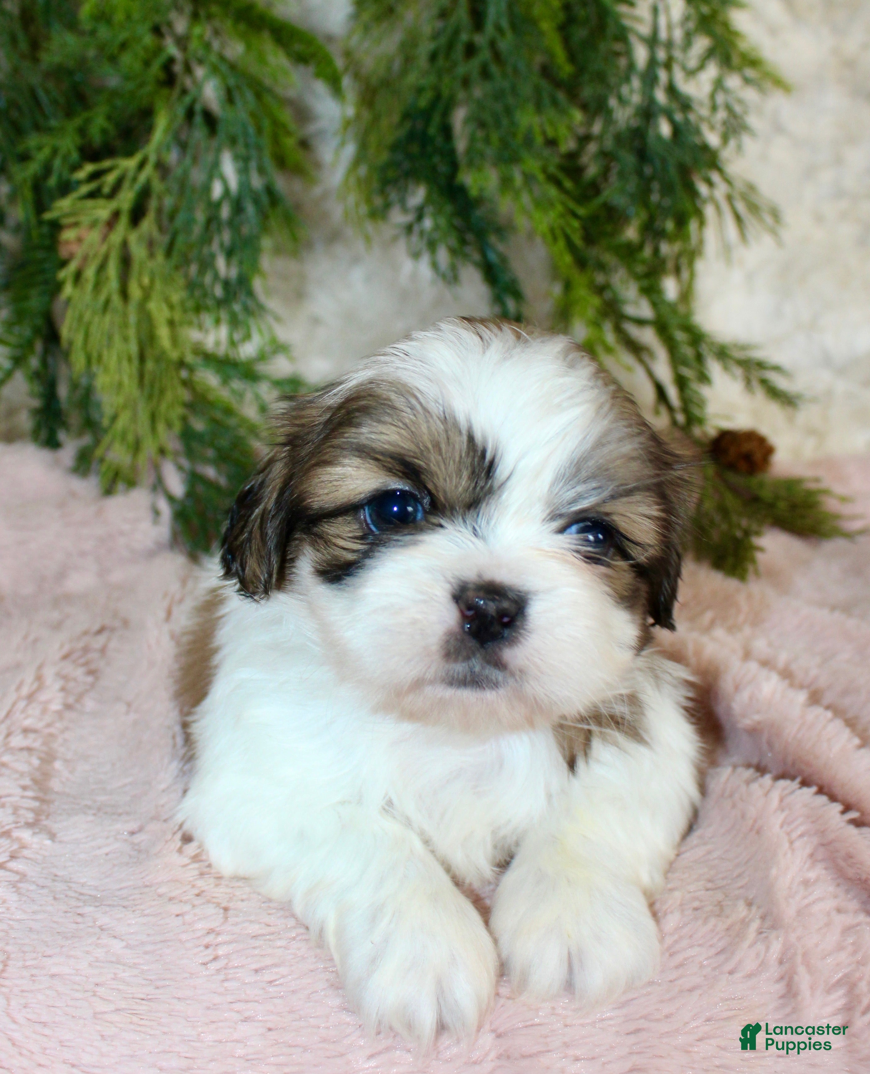 Shih Tzu dogs Shih Tzu Puppy 6 - Ad 5