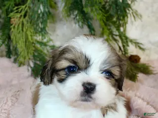 Shih Tzu dogs Shih Tzu Puppy 6 - Ad 5