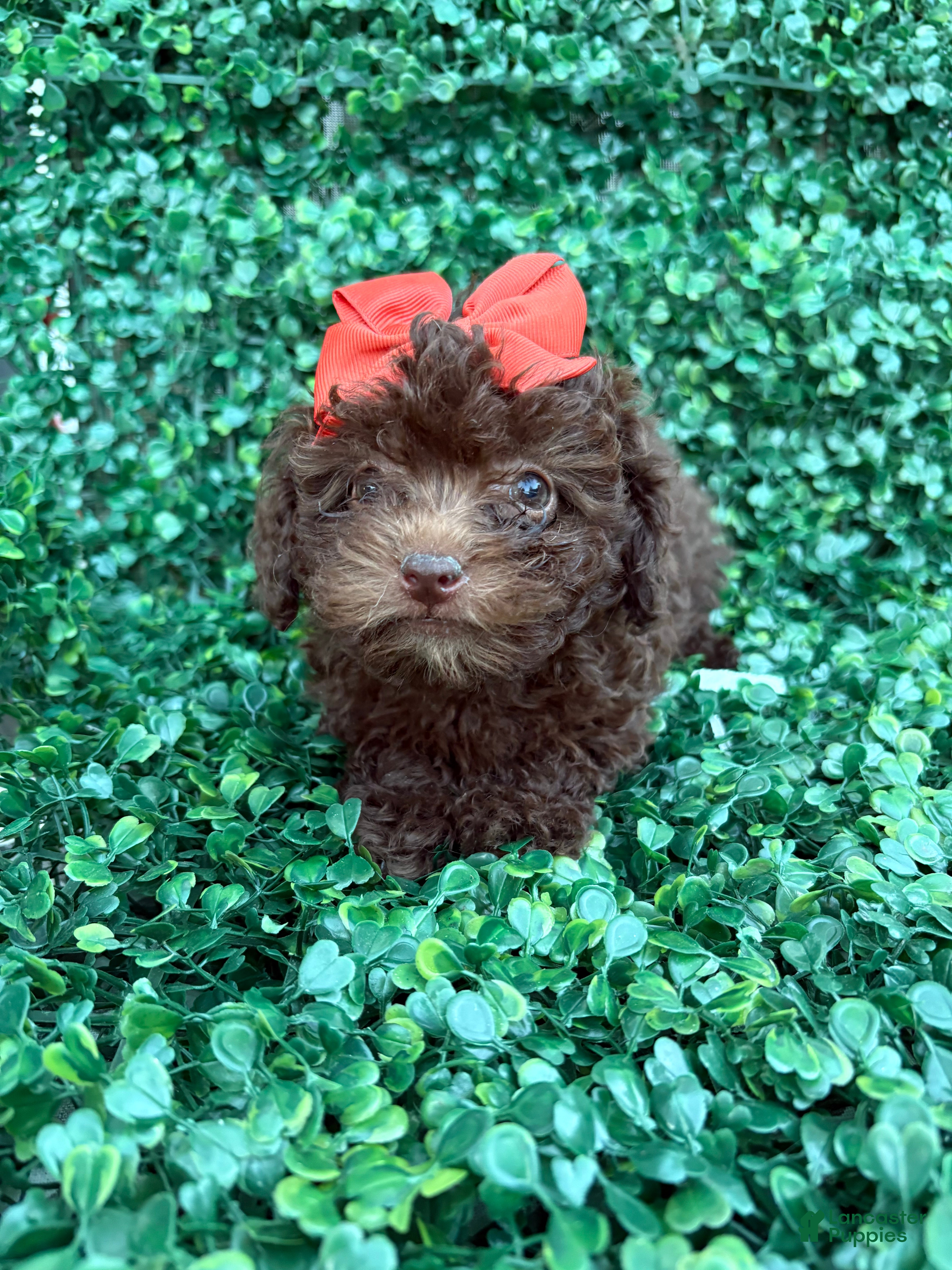 Toy Poodle dogs Cocoa - Ad 30