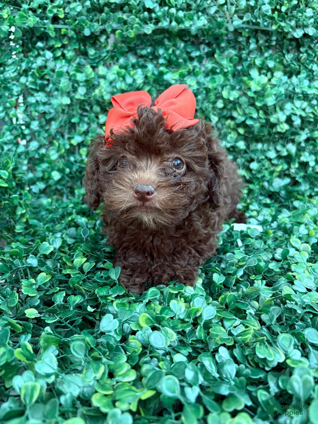 Toy Poodle dogs for sale: Cocoa - Ad 1