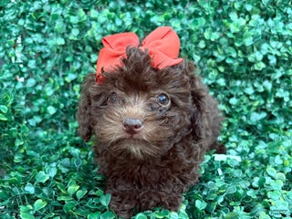 Toy Poodle dogs Cocoa - Ad 24
