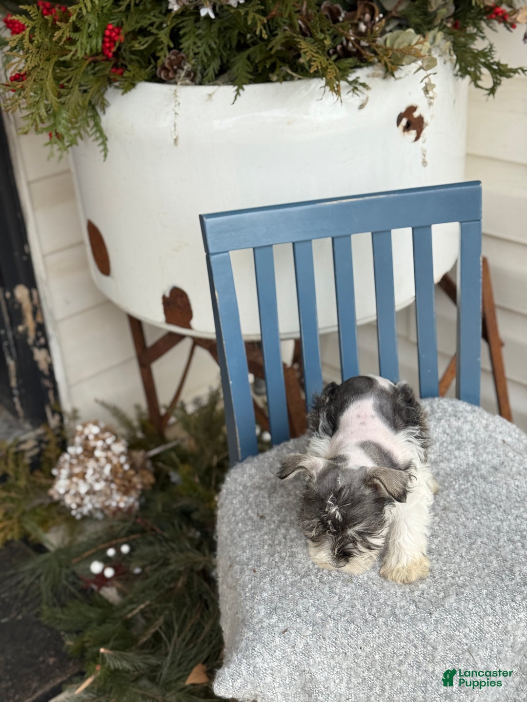 Miniature Schnauzer dogs for sale: Dancer - Ad 10