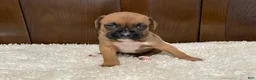 Boxer dogs for sale: Molly - Ad 24