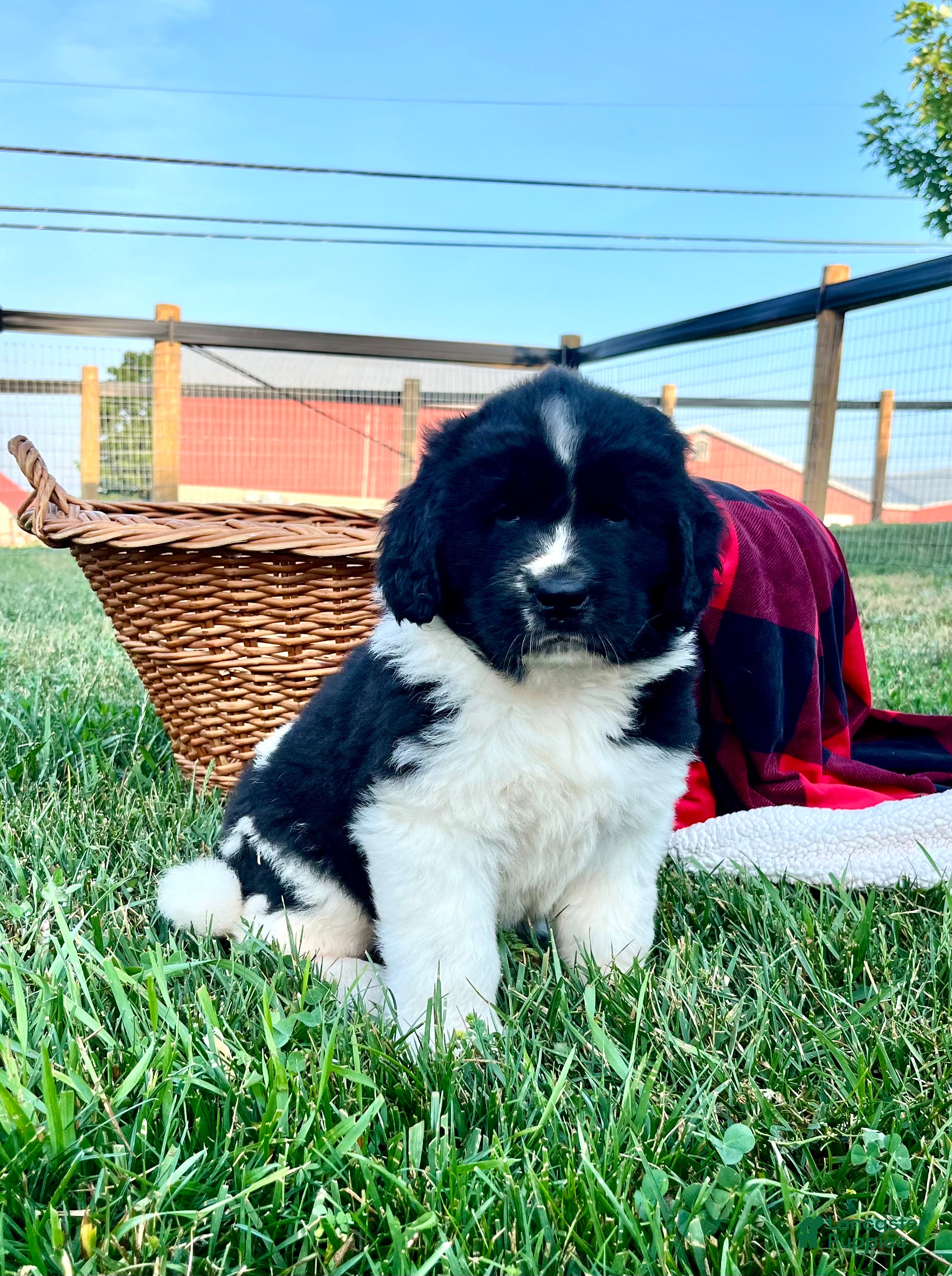 Newfoundland dogs Madison ❤️AKC Genetic Tested❤️Text  or call to schedule a visit - Ad 2