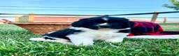 Newfoundland dogs for sale: Madison ❤️AKC Genetic Tested❤️Text  or call to schedule a visit - Ad 2