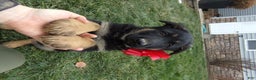 German Shepherd dogs for sale: Yellow Collar - Ad 1