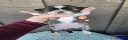 Mixed Breed dogs for sale: Shinese Lulu - Ad 10