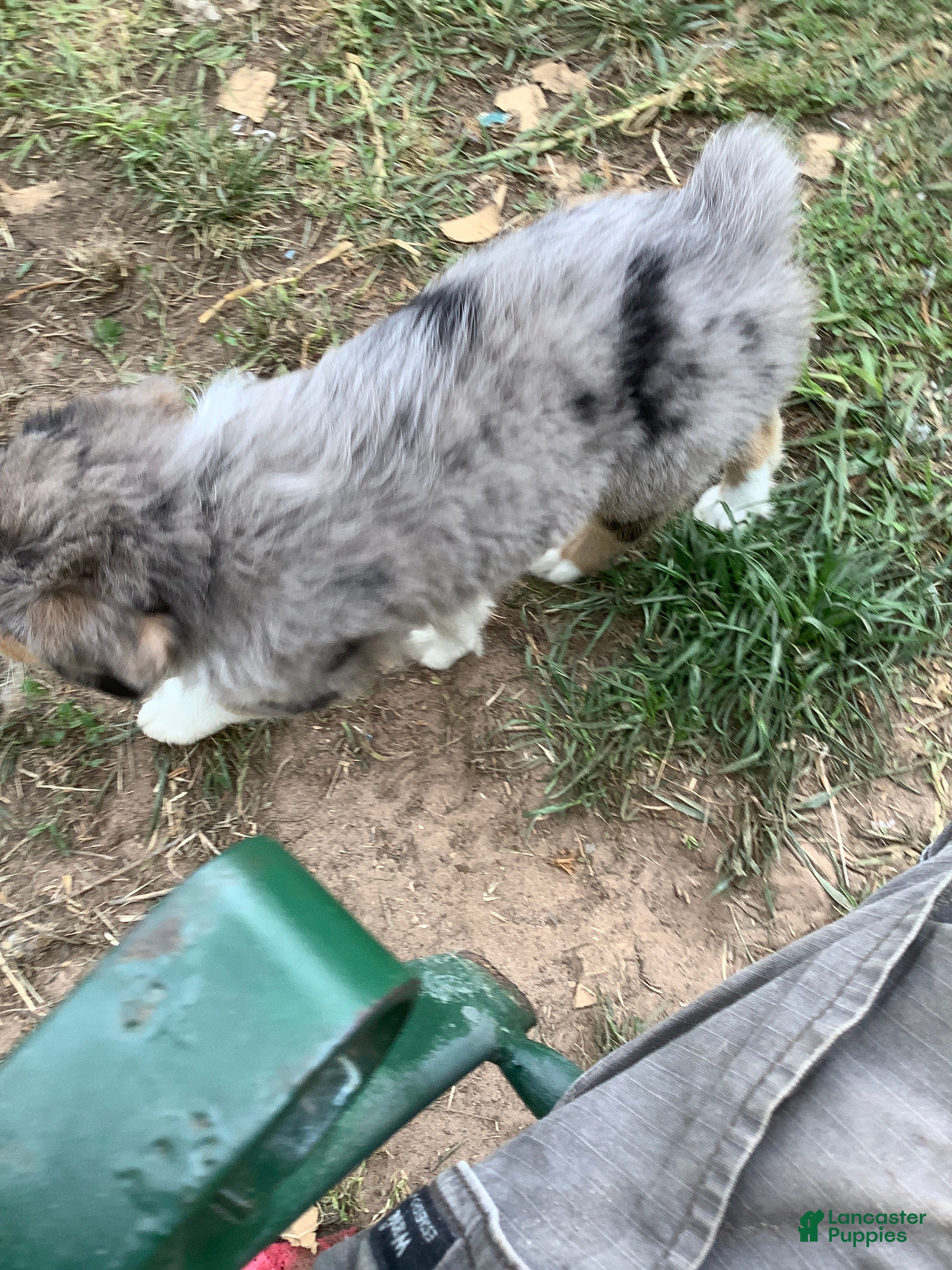 Australian Shepherd dogs Stanley - Ad 12