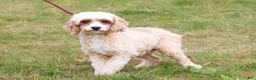 Cavapoo dogs for sale: Aspen - Ad 10