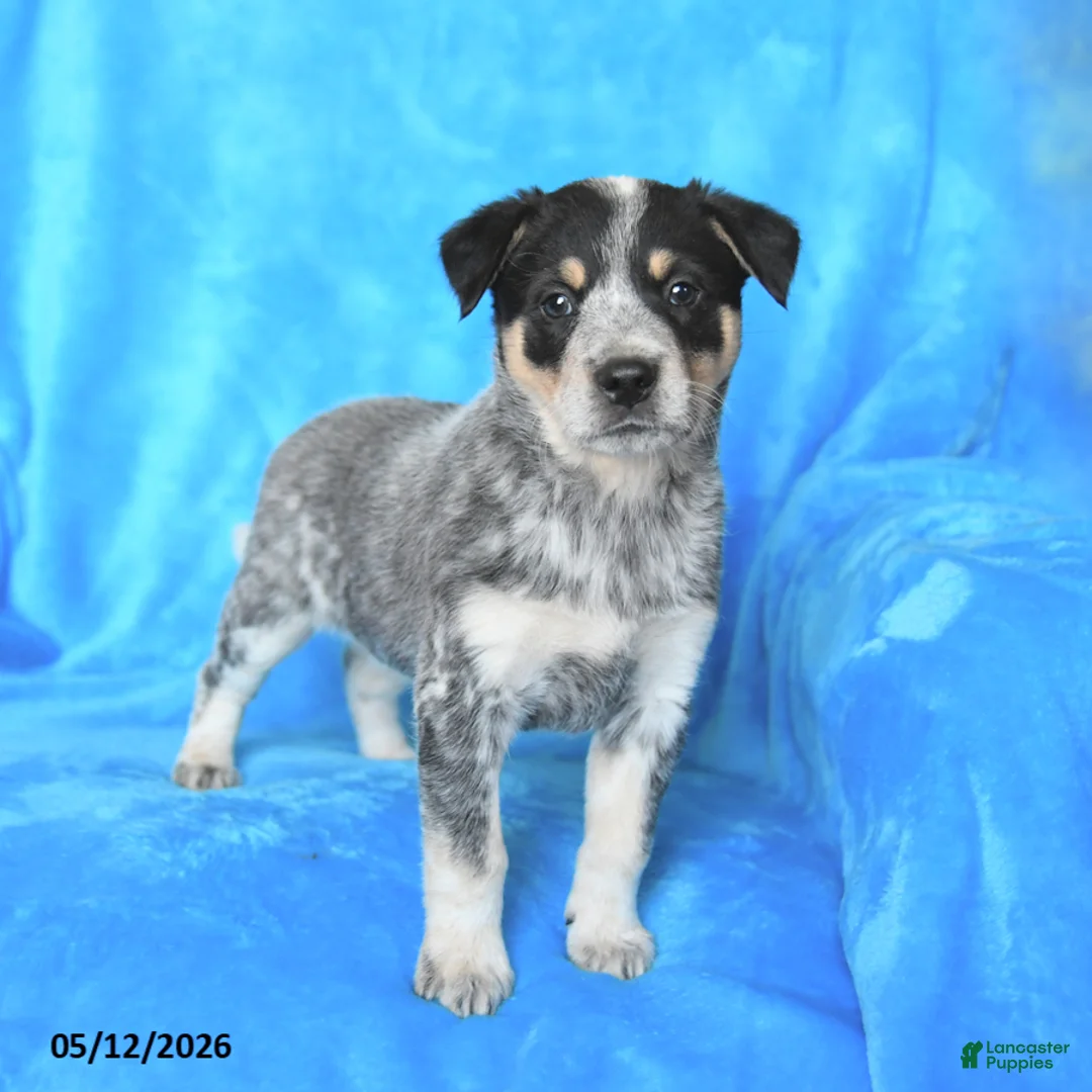 Australian Cattle Dog dogs for sale: Max - Ad 3