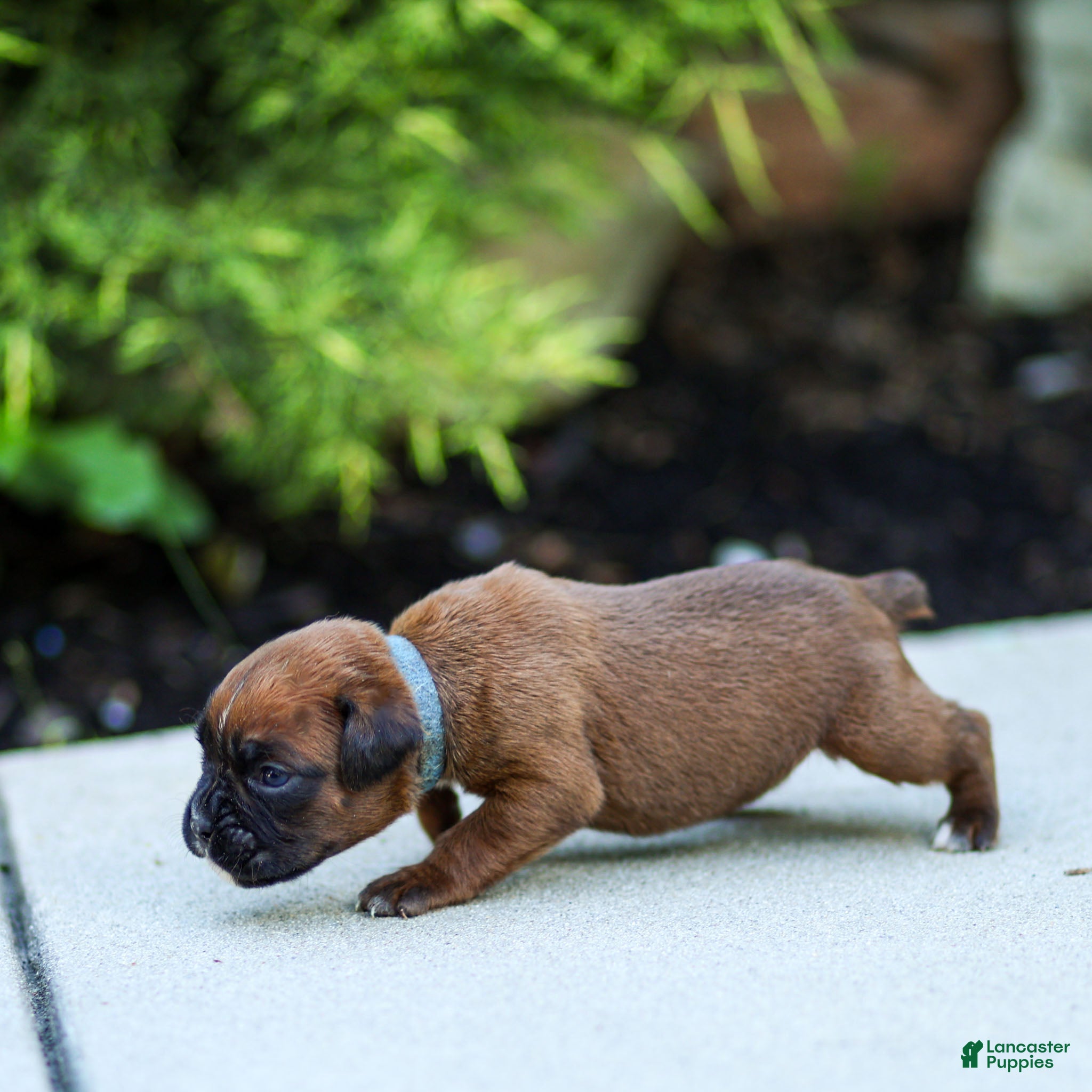 Boxer dogs Neva Boxer  - Ad 2