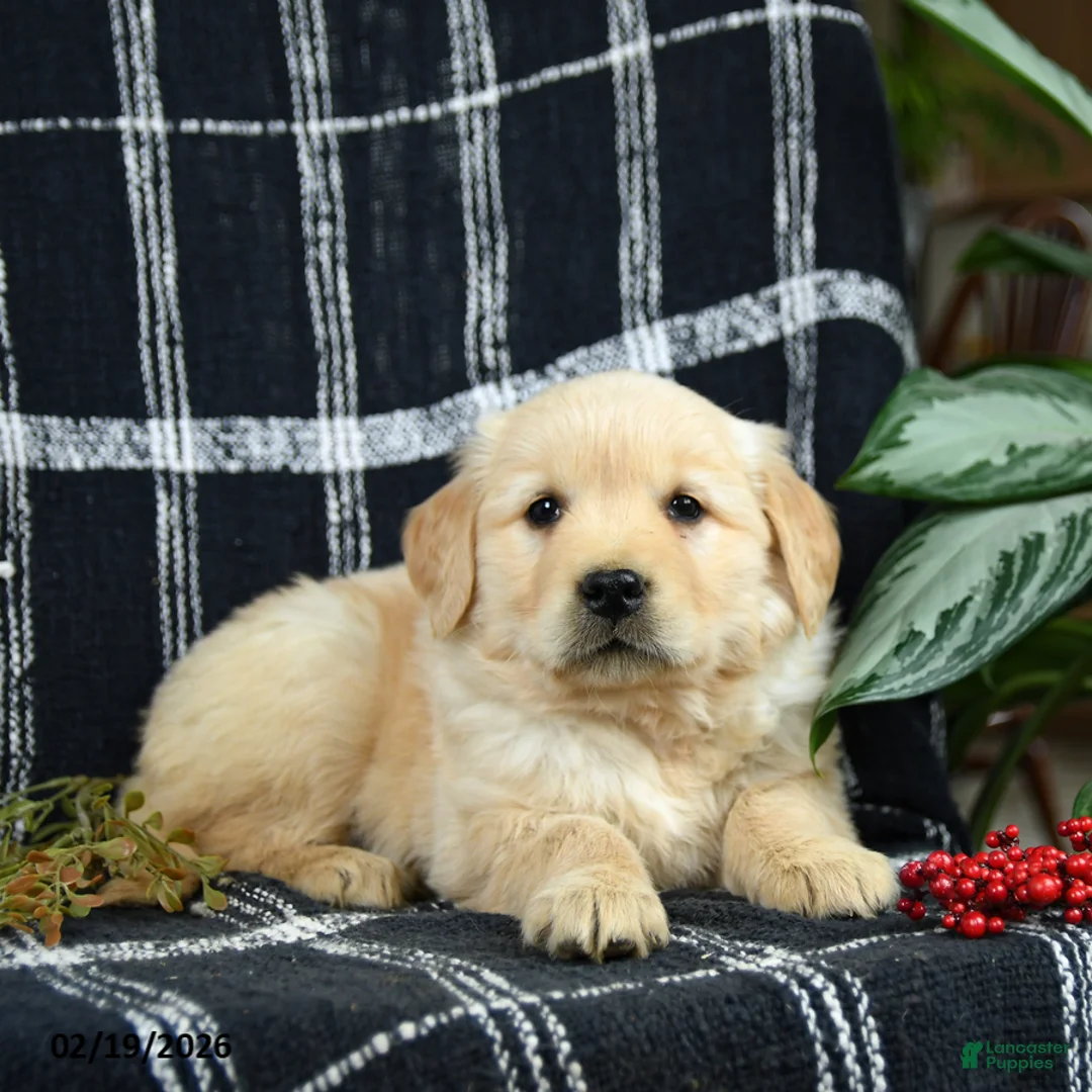 Golden Retriever dogs for sale: Peaches - Ad 1