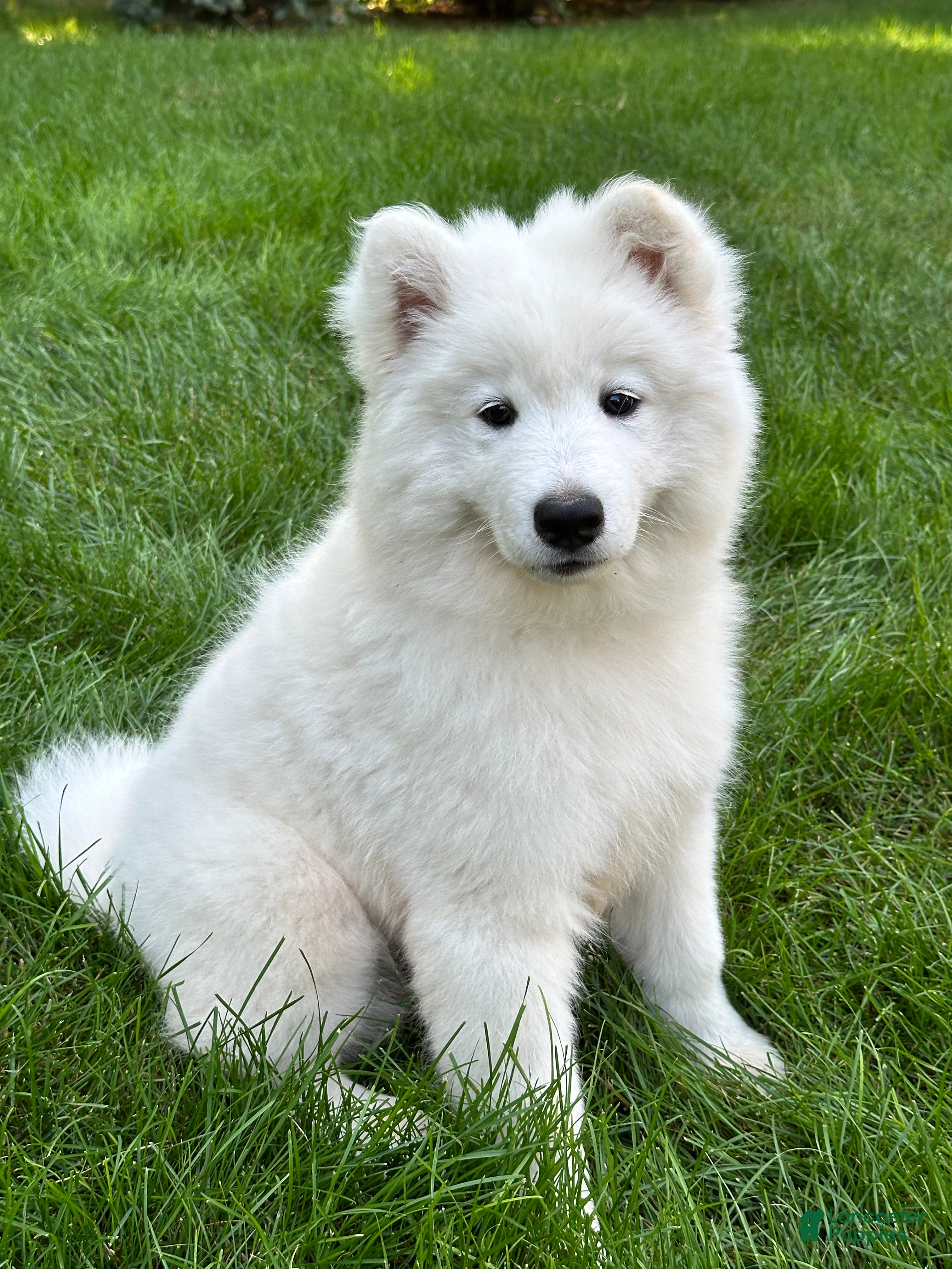 Samoyed Husky Mix German Shepherd X Samoyed Samoyed German