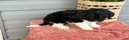 Mini Bernedoodle dogs for sale: Fudge - Ad 2