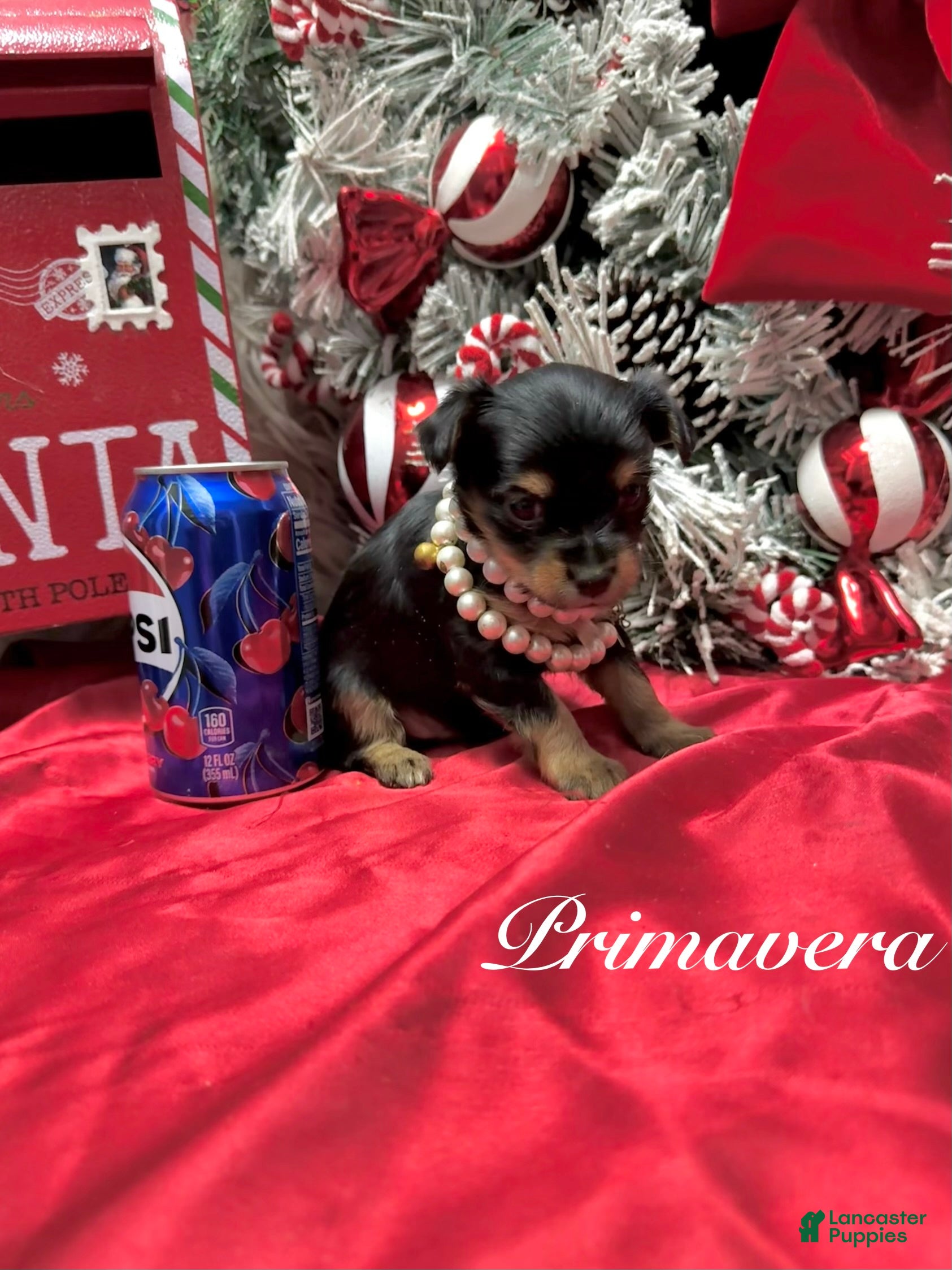 Yorkshire Terrier dogs Primavera - Ad 8