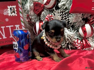 Yorkshire Terrier dogs Primavera - Ad 25