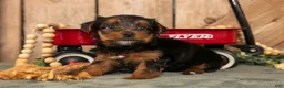 Yorkshire Terrier dogs for sale: Keisha - Ad 1