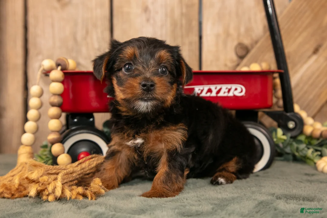 Yorkshire Terrier dogs for sale: Keisha - Ad 1