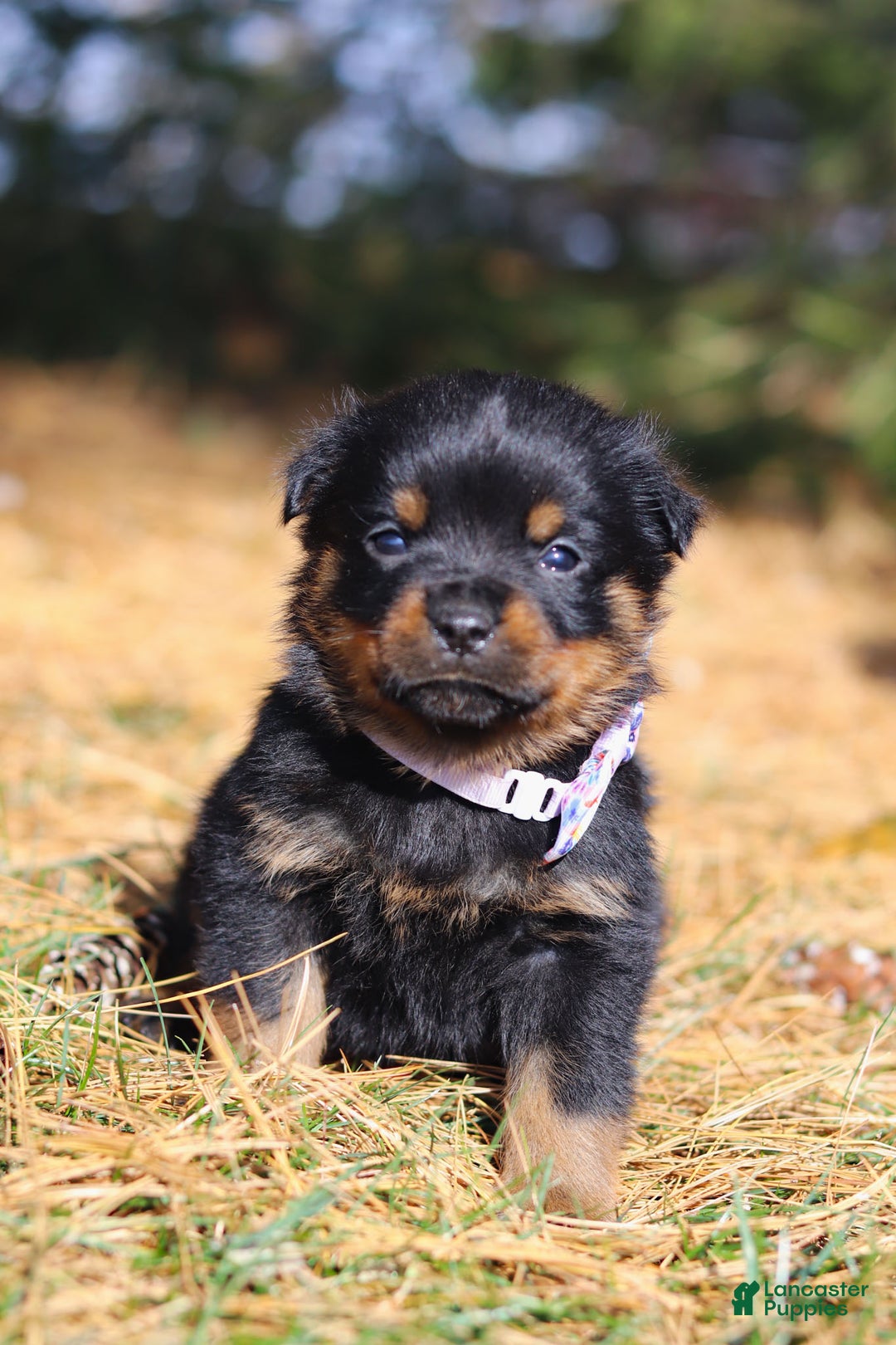 Rottweiler dogs for sale: Raven - Ad 1