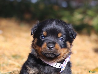 Rottweiler dogs Raven - Ad 5