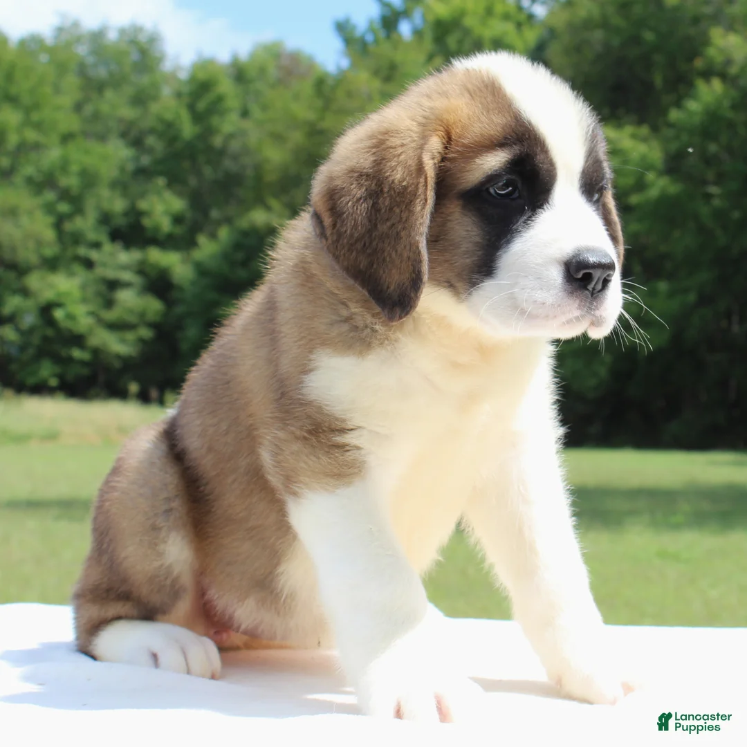 Saint Bernard dogs for sale: Minnie - AKC Champion Bloodlines - Ad 2