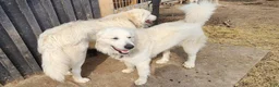 Great Pyrenees dogs for sale: Great Pyrenees Puppy 1 - Ad 3
