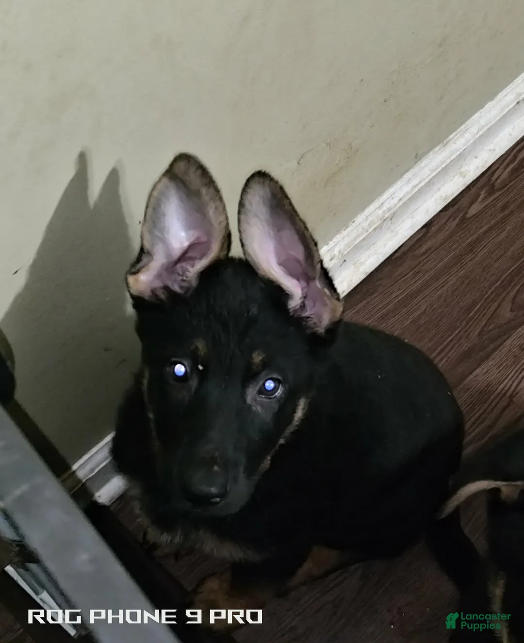German Shepherd dogs for sale: German Shepherd Puppy 1 - Ad 1