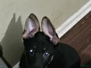 German Shepherd dogs German Shepherd Puppy 1 - Ad 41