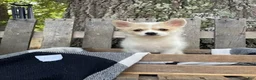 Mixed Breed dogs for sale: Luane - Ad 5