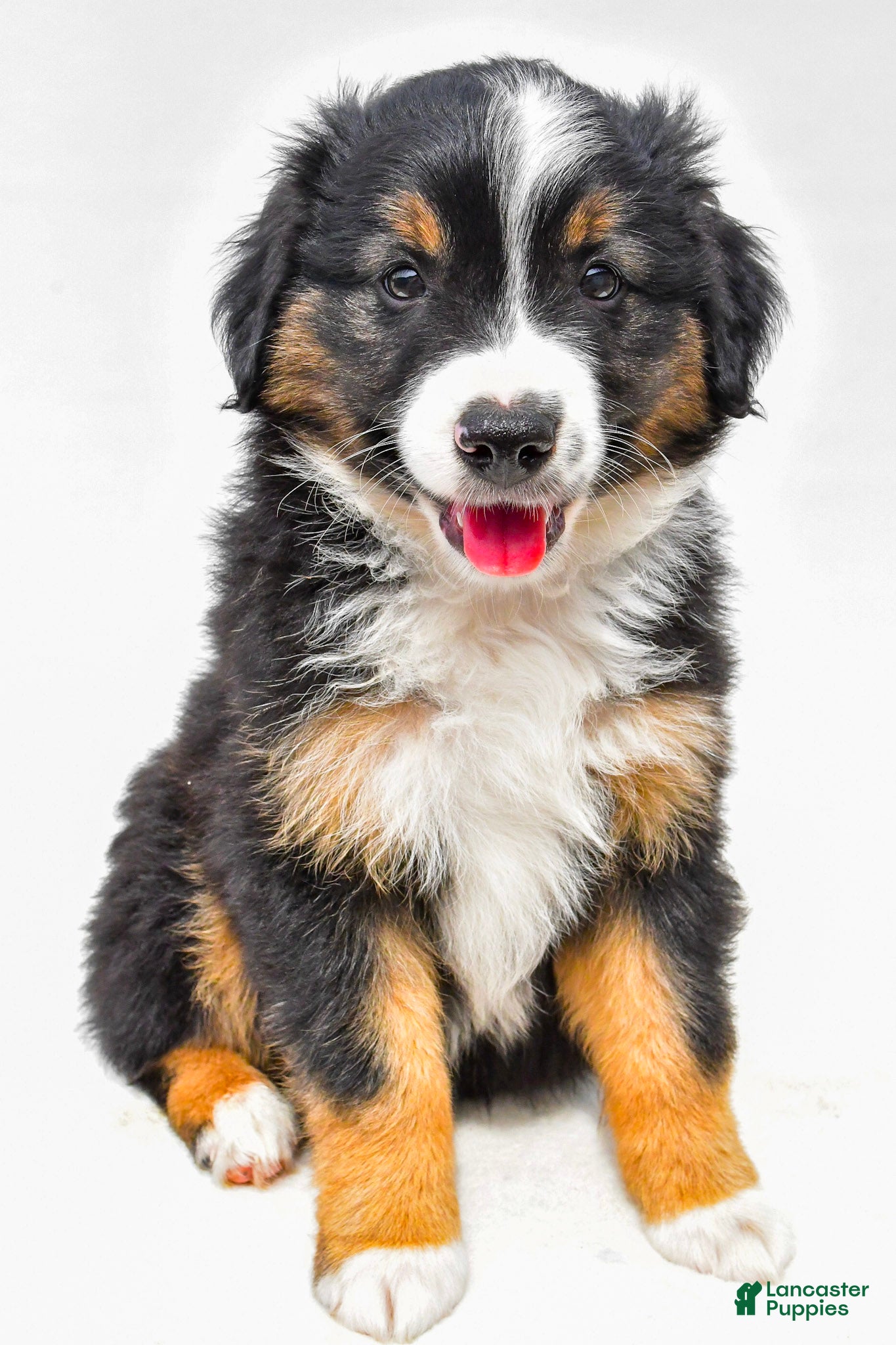 Miniature Australian Shepherd dogs Easton - Ad 2