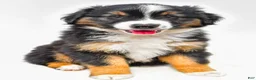 Miniature Australian Shepherd dogs for sale: Easton - Ad 2