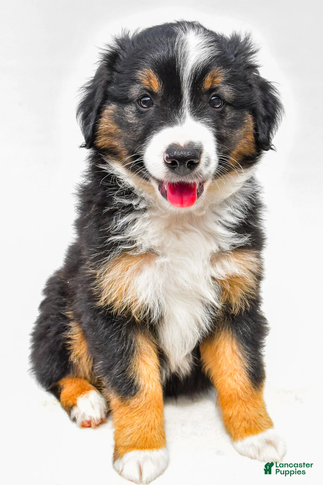 Miniature Australian Shepherd dogs for sale: Easton - Ad 2