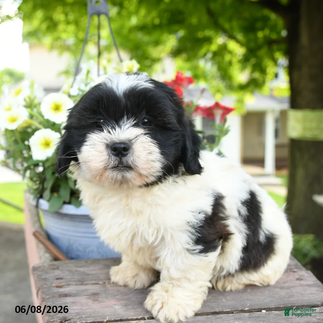 Teddy Bear dogs for sale: Eleanor - Ad 1
