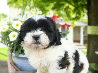 Teddy Bear dogs for sale: Eleanor - Ad 4