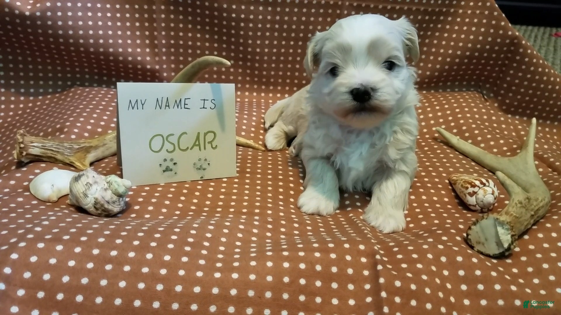 Maltipoo dogs Oscar - Ad 8