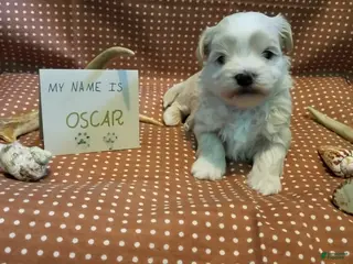 Maltipoo dogs Oscar - Ad 8