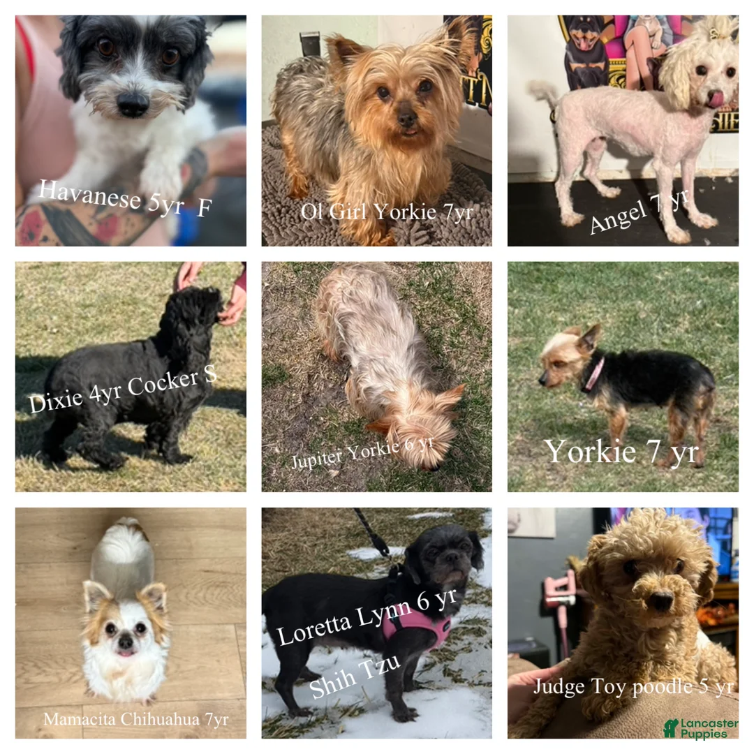 Mixed Breed dogs for sale: Judge toy poodle - Ad 4