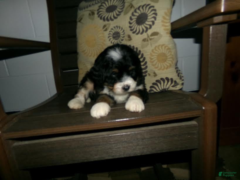 Mini Bernedoodle dogs Alex - Ad 1