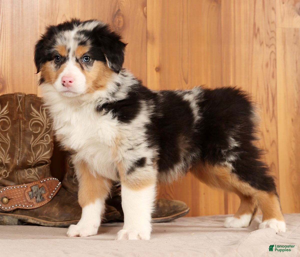 Australian Shepherd dogs Hunter - Ad 19