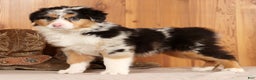 Australian Shepherd dogs for sale: Hunter - Ad 1