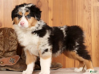 Australian Shepherd dogs Hunter - Ad 4