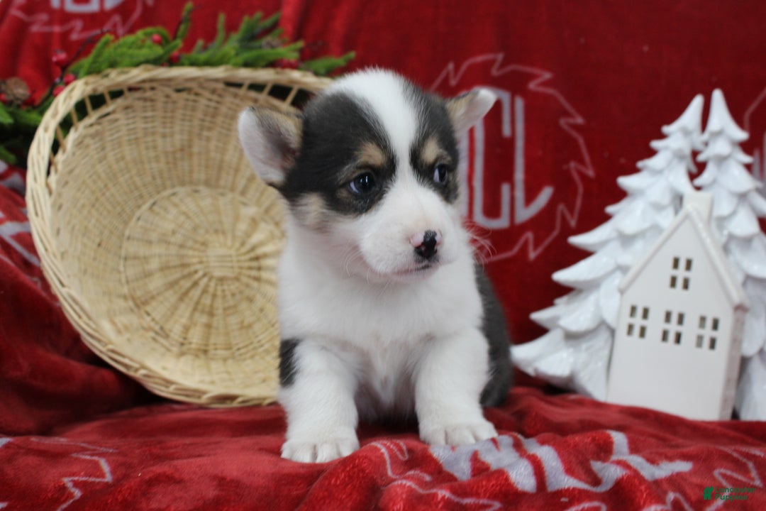 Welsh Corgi Pembroke dogs for sale: Buddy - Ad 8
